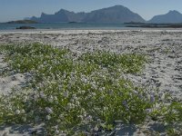 Cakile maritima 31, Zeeraket, Saxifraga-Jan van der Straaten