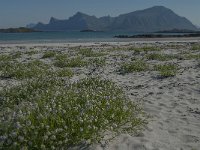 Cakile maritima 34, Zeeraket, Saxifraga-Jan van der Straaten