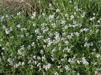 Cakile maritima 4, Zeeraket, Saxifraga-Jan van der Straaten