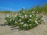 Cakile maritima 46, Zeeraket, Saxifraga-Ed Stikvoort