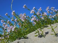 Cakile maritima 47, Zeeraket, Saxifraga-Ed Stikvoort