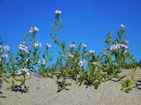 Cakile maritima 48, Zeeraket, Saxifraga-Ed Stikvoort