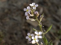 Cakile maritima 5, Zeeraket, Saxifraga-Jan van der Straaten