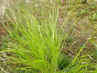 Calamagrostis canescens 6, Hennegras, Saxifraga-Rutger Barendse