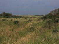 Calamagrostis epigejos 11, Duinriet, Saxifraga-Hans Boll