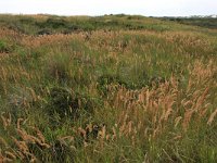 Calamagrostis epigejos 18, Duinriet, Saxifraga-Hans Boll