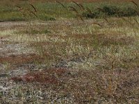 Calamagrostis epigejos 28, Duinriet, Saxifraga-Hans Boll