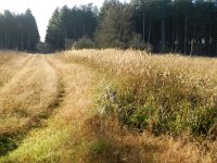 Calamagrostis epigejos 3, Duinriet, Saxifraga-Rutger Barendse