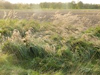 Calamagrostis epigejos 9, Duinriet, Saxifraga-Rutger Barendse