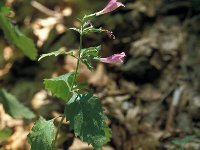 Calamintha grandiflora 6, Saxifraga-Jan van der Straaten