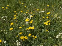 Calendula arvensis 10, Akkergoudsbloem, Saxifraga-Willem van Kruijsbergen