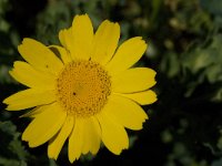 Calendula arvensis 11, Akkergoudsbloem, Saxifraga-Willem van Kruijsbergen