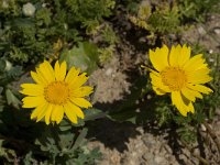 Calendula arvensis 12, Akkergoudsbloem, Saxifraga-Willem van Kruijsbergen