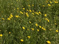 Calendula arvensis 14, Akkergoudsbloem, Saxifraga-Willem van Kruijsbergen