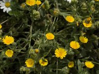 Calendula arvensis 17, Akkergoudsbloem, Saxifraga-Jan van der Straaten