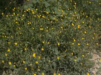 Calendula arvensis 19, Akkergoudsbloem, Saxifraga-Willem van Kruijsbergen