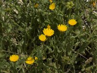 Calendula arvensis 2, Akkergoudsbloem, Saxifraga-Willem van Kruijsbergen