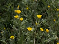 Calendula arvensis 22, Akkergoudsbloem, Saxifraga-Willem van Kruijsbergen