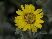 Calendula arvensis 23, Akkergoudsbloem, Saxifraga-Willem van Kruijsbergen