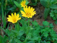 Calendula arvensis 24, Akkergoudsbloem Saxifraga-Ed Stikvoort