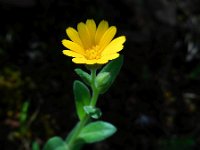 Calendula arvensis 25, Akkergoudsbloem Saxifraga-Ed Stikvoort