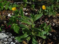 Calendula arvensis 26, Akkergoudsbloem Saxifraga-Ed Stikvoort