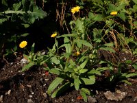 Calendula arvensis 27, Akkergoudsbloem, Saxifraga-Ed Stikvoort