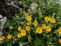 Calendula arvensis 28, Akkergoudsbloem, Saxifraga-Ed Stikvoort