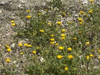 Calendula arvensis 3, Akkergoudsbloem, Saxifraga-Willem van Kruijsbergen