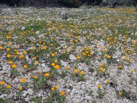 Calendula arvensis 30, Akkergoudsbloem, Saxifraga-Ed Stikvoort