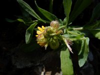 Calendula arvensis 31, Akkergoudsbloem, Saxifraga-Ed Stikvoort