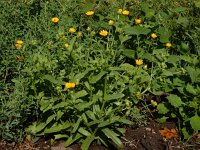 Calendula arvensis 34, Akkergoudsbloem, Saxifraga-Ed Stikvoort