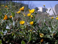 Calendula arvensis 4, Akkergoudsbloem, Saxifraga-Rutger Barendse