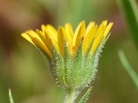 Calendula arvensis 41, Akkergoudsbloem, Saxifraga-Sonja Bouwman  Akkergoudsbloem - Calendula arvensis - Asteraceae familie