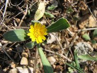 Calendula arvensis 7, Akkergoudsbloem, Saxifraga-Jasenka Topic