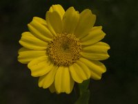 Calendula arvensis 8, Akkergoudsbloem, Saxifraga-Willem van Kruijsbergen