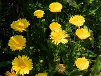 Calendula officinalis 11, Tuingoudsbloem, Saxifraga-Rutger Barendse