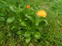 Calendula officinalis 12, Tuingoudsbloem, Saxifraga-Rutger Barendse