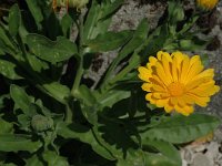 Calendula officinalis 3, Tuingoudsbloem, Saxifraga-Jan van der Straaten