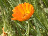 Calendula officinalis 4, Tuingoudsbloem, Saxifraga-Jan van der Straaten