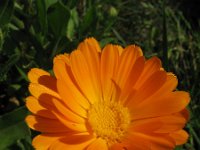 Calendula officinalis 6, Tuingoudsbloem, Saxifraga-Rutger Barendse