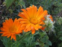 Calendula officinalis 7, Tuingoudsbloem, Saxifraga-Rutger Barendse