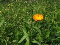 Calendula officinalis 8, Tuingoudsbloem, Saxifraga-Rutger Barendse