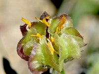 Calendula tripterocarpa