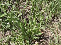 Calepina irregularis 10, Kalkraket, Saxifraga-Peter Meininger