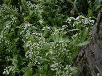 Calepina irregularis 13, Kalkraket, Saxifraga-Ed Stikvoort