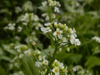 Calepina irregularis 18, Kalkraket, Saxifraga-Ed Stikvoort