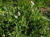 Calepina irregularis 3, Kalkraket, Saxifraga-Ed Stikvoort