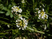 Calepina irregularis 4, Kalkraket, Saxifraga-Ed Stikvoort