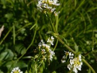 Calepina irregularis 6, Kalkraket, Saxifraga-Ed Stikvoort